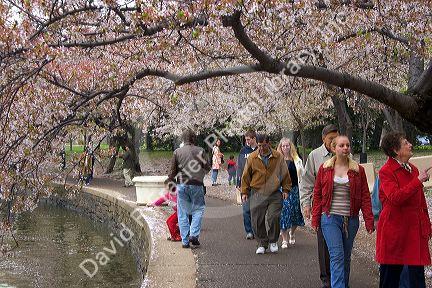 Visitors walk under blooming cherry trees near Jefferson Memorial and Tidal Basin in Washington, D.C.