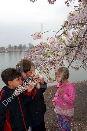 Children smelling cherry blossoms near the Jefferson Memorial and Tidal Basin in Washington, D.C.