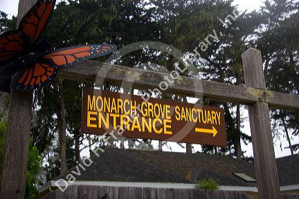 The Monarch Grove Sanctuary in Pacific Grove, California.