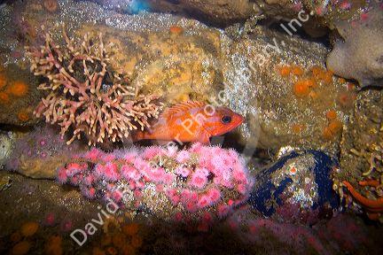 Colorful coral display with sea creatures at the Monterey Bay Aquarium in Moterey, California.