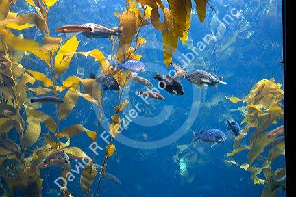 Kelp forest display at the Monterey Bay Aquarium in Monterey, California.