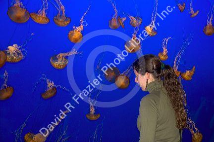 Jellyfish display at the Monterey Bay Aquarium in Monterey, California.