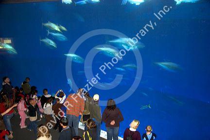 Tuna display at the Monterey Bay Aquarium in Monterey, California.