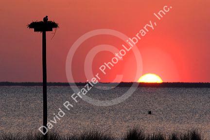 Osprey nesting at sunset on Abelmarle Sound at Kitty Hawk, North Carolina.