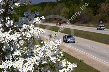 A dogwood tree in bloom along I-40 south of Raleigh, North Carolina.