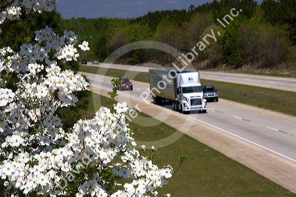 A dogwood tree in bloom along I-40 south of Raleigh, North Carolina.
