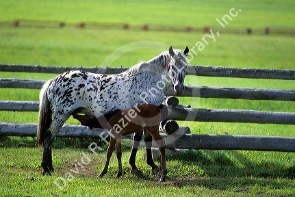 Appaloosa mare and colt horse.