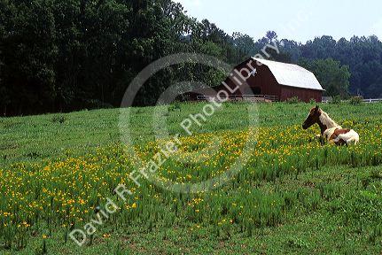 A pinto colt lays in a field of yellow flowers on a farm in rural Tennessee.