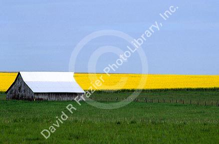 Rapeseed/canola crops near Grangeville, Idaho.