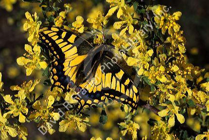 Swallowtail butterfly sitting on a bitterbrush branch.