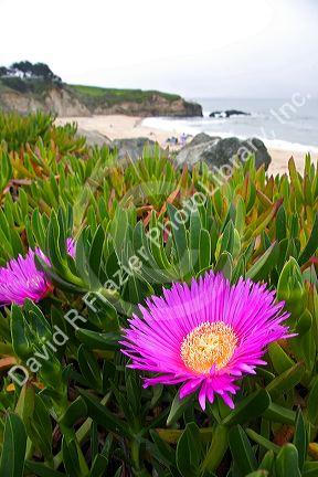 The flower of an ice plant on the California coast.