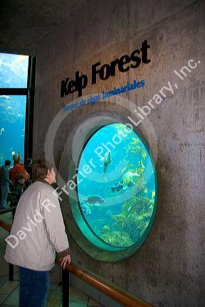 Kelp forest display at the Monterey Bay Aquarium in Monterey, California.