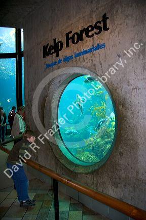 Kelp forest display at the Monterey Bay Aquarium in Monterey, California.
