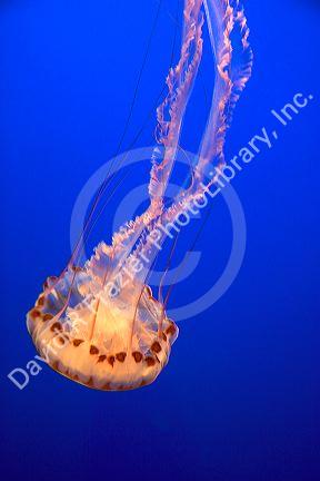 Jellyfish display at the Monterey Bay Aquarium in Monterey, California.