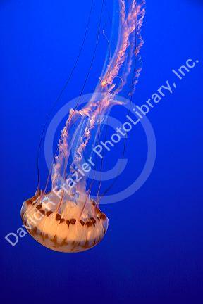 Jellyfish display at the Monterey Bay Aquarium in Monterey, California.