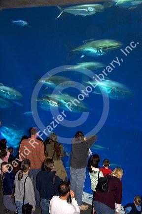 Tuna display at the Monterey Bay Aquarium in Monterey, California.
