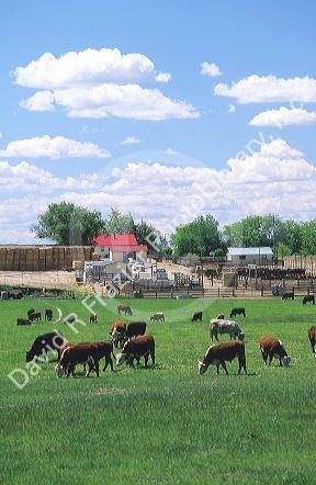 Cattle grazing on a farm in Idaho.
