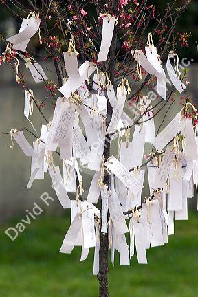 Well wishes for american soldiers written on pieces of paper hang from a cherry tree in Washington D.C.