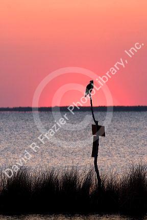 Osprey perched at sunset on Abelmarle Sound at Kitty Hawk, North Carolina.