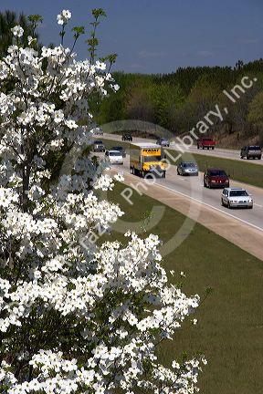 Dogwood tree in bloom along I-40 south of Raleigh, North Carolina.