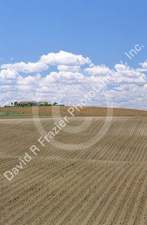 Freshly planted field in Southwest Idaho.