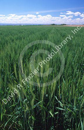 Green wheat field in canyon County Idaho.