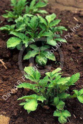 Early growth potato plants in Idaho.