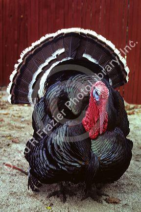 A large tom turkey.