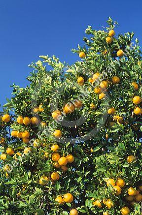 Orange grove in Florida.