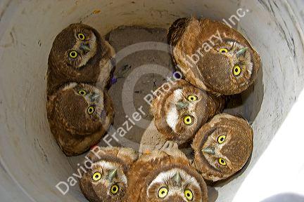 Fledgling burrowing owls being collected by wildlife biologists for research near Mountain Home, Idaho.
