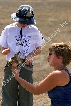 Wildlife biologist showing a fledgling burrowing owl to an 11 year old boy near Mountain Home, Idaho.
