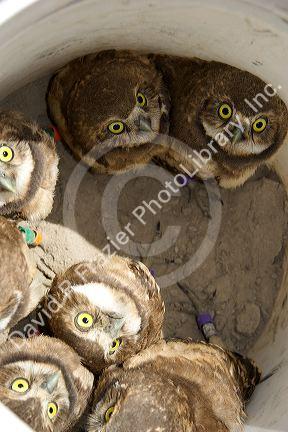 Fledgling burrowing owls collected by wildlife biologists for research near Mountain Home, Idaho.