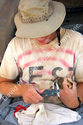 Wildlife biologist measuring the beak of a fledgling burrowing owl near Mountain Home, Idaho.