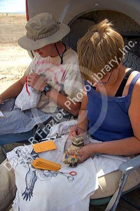 Wildlife biologists banding and conducting research on fledgling burrowing owls near Mountain Home, Idaho.