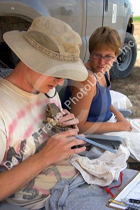 Wildlife biologists conducting research on fledgling burrowing owls near Mountain Home, Idaho.