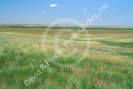 Grasslands near Ogallala, Nebraska with cattle grazing in the distance.