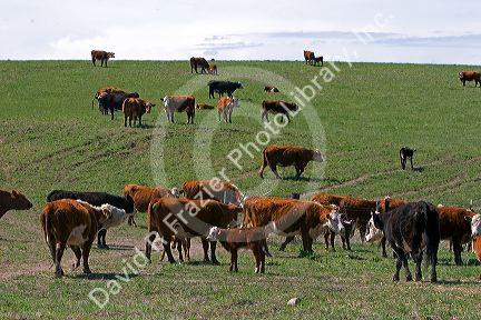 Cattle round up near Emmett, Idaho.
