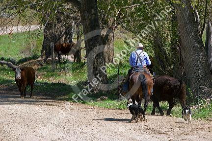 Cowboy rounding up cattle near Emmett, Idaho.