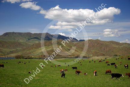 Cattle graze in a pasture along the Payette River near Emmett, Idaho.