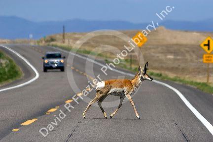 Pronghorn antelope crossing the road with a car coming near Mountain Home, Idaho.