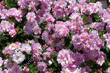 Pink roses in bloom.