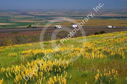 Yellow lupine growing along Interstate 84 with traffic in the background near Pendleton, Oregon.