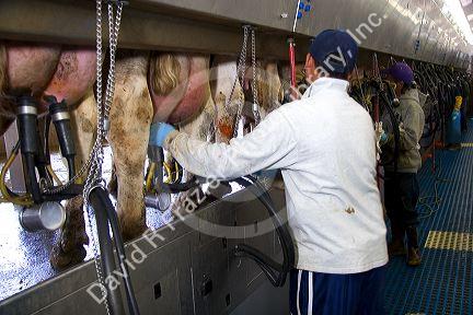 Workers at a modern dairy in Idaho.