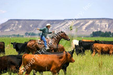 A rancher on horseback during a cattle roundup near Grandview, Idaho.