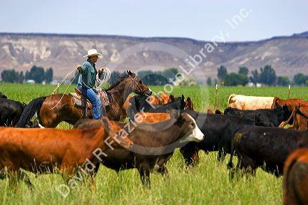 A rancher on horseback during a cattle roundup near Grandview, Idaho.