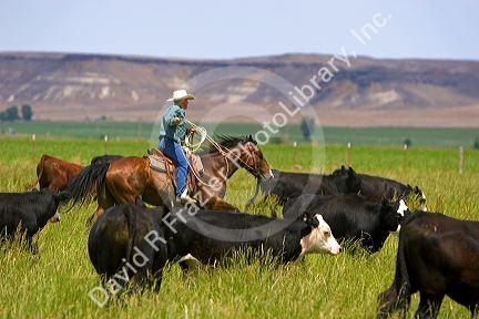 A rancher on horseback during a cattle roundup near Grandview, Idaho.