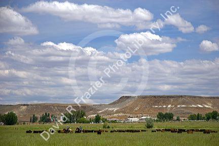 A cattle roundup in Idaho.