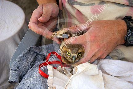 Wildlife biologist measuring the wing of a fledgling burrowing owl near Mountain Home, Idaho.