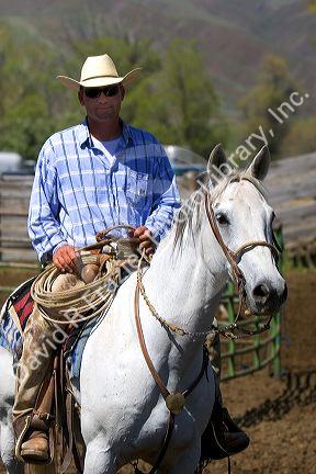 Cowboy on horseback during a cattle drive near Emmett, Idaho.