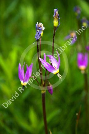 Shooting star wildflower in Idaho.